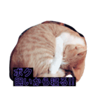 ウチの猫達ですฅ^•ﻌ•^ฅ（個別スタンプ：5）