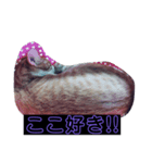 ウチの猫達ですฅ^•ﻌ•^ฅ（個別スタンプ：6）