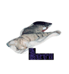 ウチの猫達ですฅ^•ﻌ•^ฅ（個別スタンプ：7）