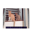 ウチの猫達ですฅ^•ﻌ•^ฅ（個別スタンプ：8）