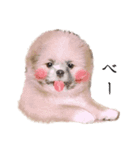 ポメシーきなこちゃんのスタンプ（個別スタンプ：6）