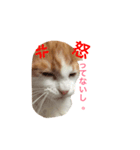 にゃんこスタンプ。byコタロウ（個別スタンプ：2）