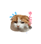 にゃんこスタンプ。byコタロウ（個別スタンプ：3）