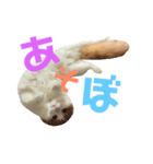 にゃんこスタンプ。byコタロウ（個別スタンプ：8）