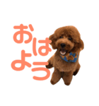 内田のワンさん（個別スタンプ：4）