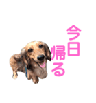 内田のワンさん（個別スタンプ：6）