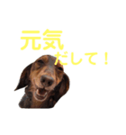 内田のワンさん（個別スタンプ：7）