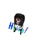 ポメ狆オレオのDailyスタンプ（個別スタンプ：2）
