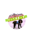 ポメ狆オレオのDailyスタンプ（個別スタンプ：6）