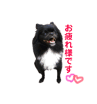 ポメ狆オレオのDailyスタンプ（個別スタンプ：9）
