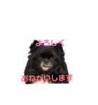 ポメ狆オレオのDailyスタンプ（個別スタンプ：18）