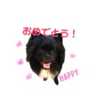 ポメ狆オレオのDailyスタンプ（個別スタンプ：30）