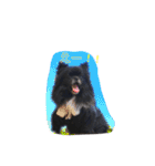ポメ狆オレオのDailyスタンプ（個別スタンプ：35）