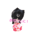 ポメ狆オレオのDailyスタンプ（個別スタンプ：36）