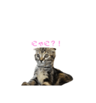 猫時々犬(スコティッシュフォールド）（個別スタンプ：1）
