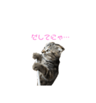 猫時々犬(スコティッシュフォールド）（個別スタンプ：2）