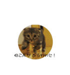 猫時々犬(スコティッシュフォールド）（個別スタンプ：3）