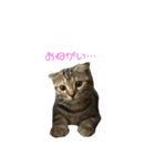猫時々犬(スコティッシュフォールド）（個別スタンプ：4）