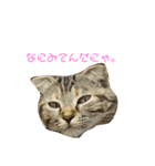 猫時々犬(スコティッシュフォールド）（個別スタンプ：5）