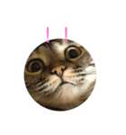 猫時々犬(スコティッシュフォールド）（個別スタンプ：7）