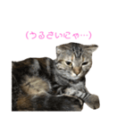 猫時々犬(スコティッシュフォールド）（個別スタンプ：8）
