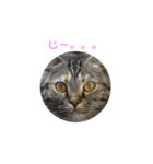 猫時々犬(スコティッシュフォールド）（個別スタンプ：9）