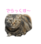 猫時々犬(スコティッシュフォールド）（個別スタンプ：10）