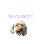 猫時々犬(スコティッシュフォールド）（個別スタンプ：12）