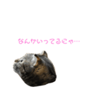 猫時々犬(スコティッシュフォールド）（個別スタンプ：13）