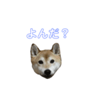 猫時々犬(スコティッシュフォールド）（個別スタンプ：14）