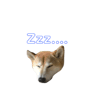 猫時々犬(スコティッシュフォールド）（個別スタンプ：15）