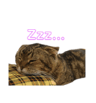 猫時々犬(スコティッシュフォールド）（個別スタンプ：16）