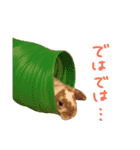 たれうさぎ もち ③（個別スタンプ：1）