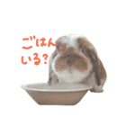 たれうさぎ もち ③（個別スタンプ：4）