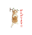 たれうさぎ もち ③（個別スタンプ：8）