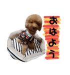 トイプードルのスタンプ達（個別スタンプ：2）