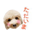 トイプードルのスタンプ達（個別スタンプ：5）