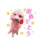 トイプードルのスタンプ達（個別スタンプ：7）