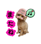 トイプードルのスタンプ達（個別スタンプ：16）