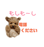 トイプードルのスタンプ達（個別スタンプ：19）