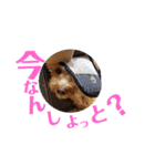 トイプードルのスタンプ達（個別スタンプ：20）