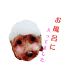 トイプードルのスタンプ達（個別スタンプ：22）
