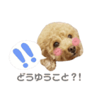 トイプードルのスタンプ達（個別スタンプ：25）