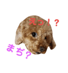 トイプードルのスタンプ達（個別スタンプ：27）