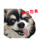 チワワのまろんくん（個別スタンプ：2）