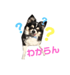 チワワのまろんくん（個別スタンプ：3）
