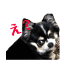 チワワのまろんくん（個別スタンプ：9）