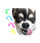 チワワのまろんくん（個別スタンプ：14）