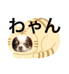 チワワの癒しスタンプ（個別スタンプ：17）