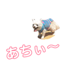 チワワの癒しスタンプ（個別スタンプ：24）